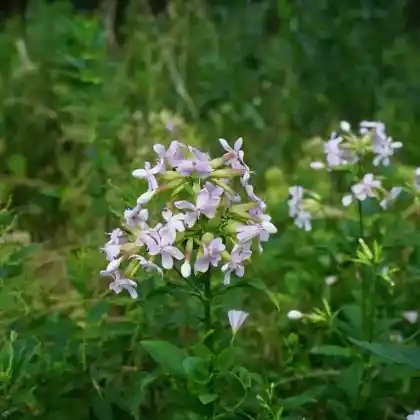 Foto von Wald-Phlox  (Phlox divaricata)