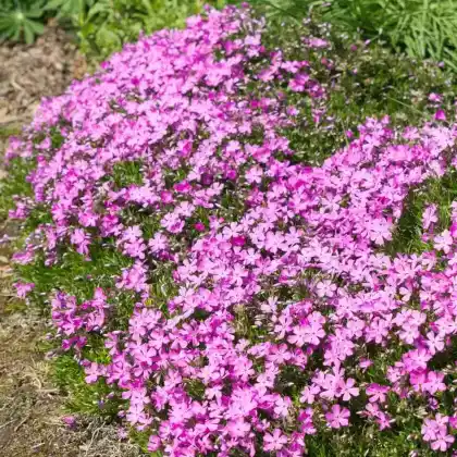 Foto von Teppich-Flammenblume (Phlox douglasii)