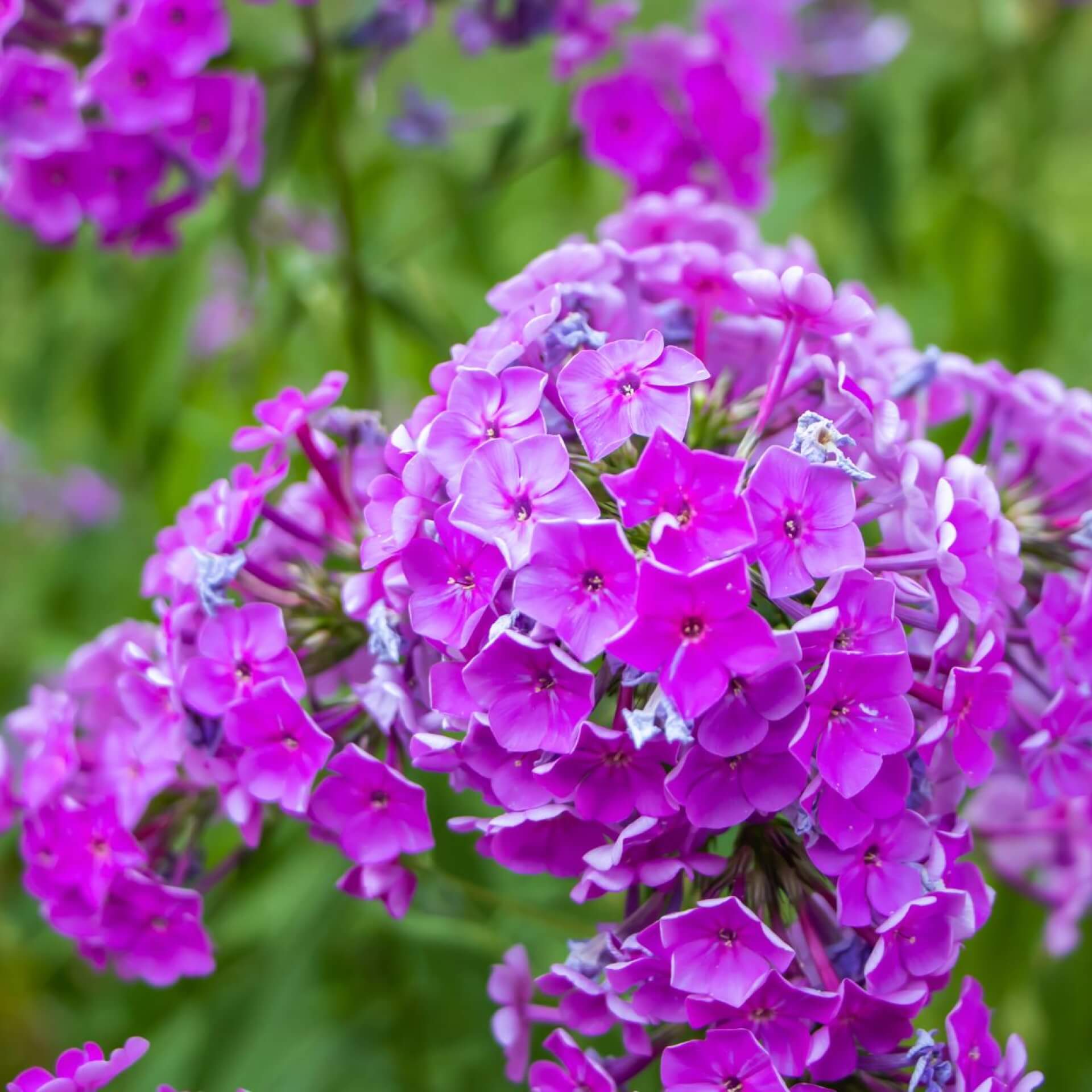 Wiesen-Phlox (Phlox maculata)