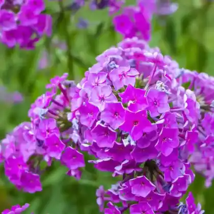 Foto von Wiesen-Phlox (Phlox maculata)