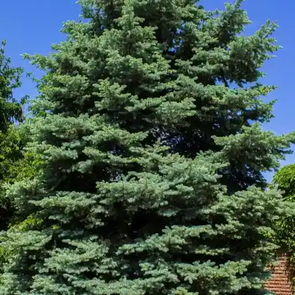 Foto von Stech-Fichte (Picea pungens)