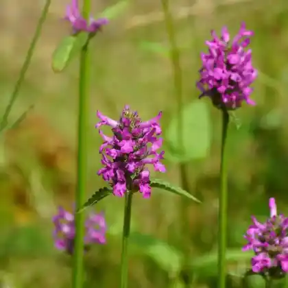 Foto von Ziest 'Hummelo' (Stachys monnieri 'Hummelo')