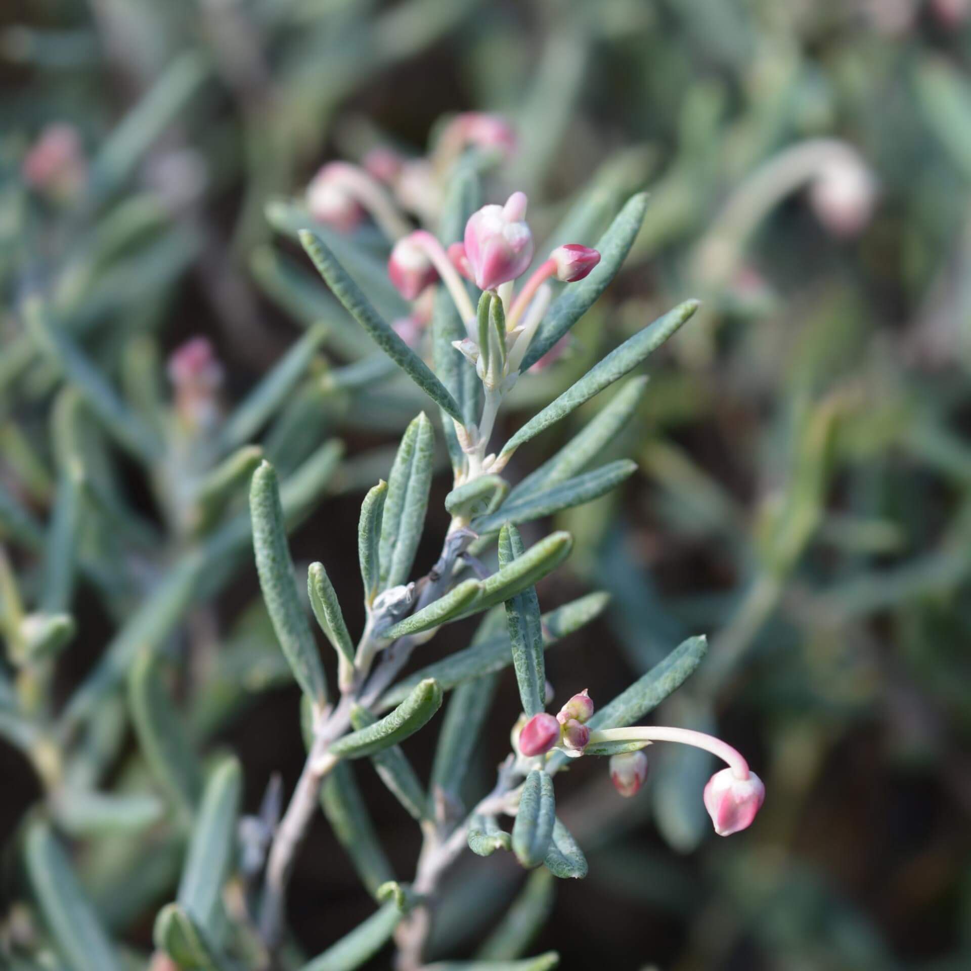 Polei-Gränke 'Blue Ice' (Andromeda polifolia 'Blue Ice')