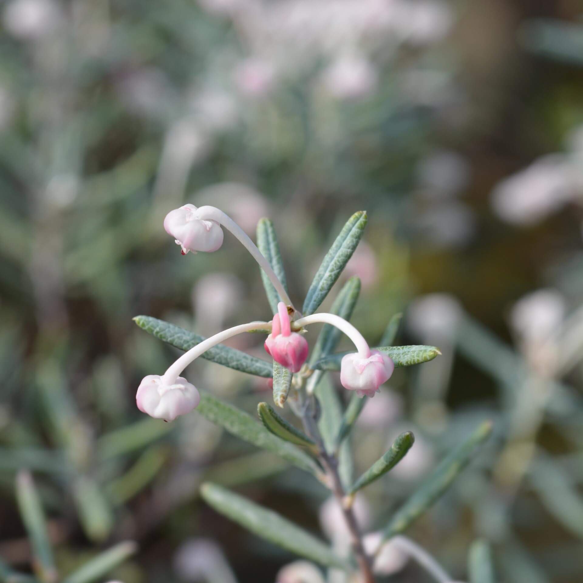 Polei-Gränke 'Compacta' (Andromeda polifolia 'Compacta')