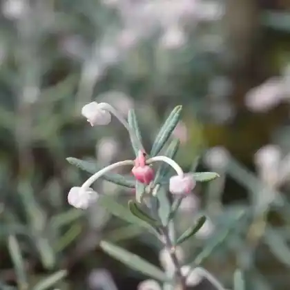 Foto von Polei-Gränke 'Compacta' (Andromeda polifolia 'Compacta')