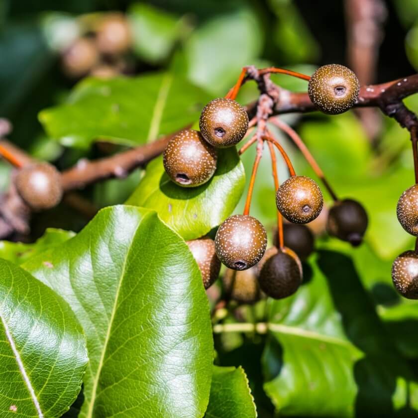 Chinesische Wildbirne / Pyrus calleryana