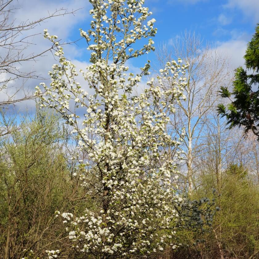 Chinesische Wildbirne / Pyrus calleryana
