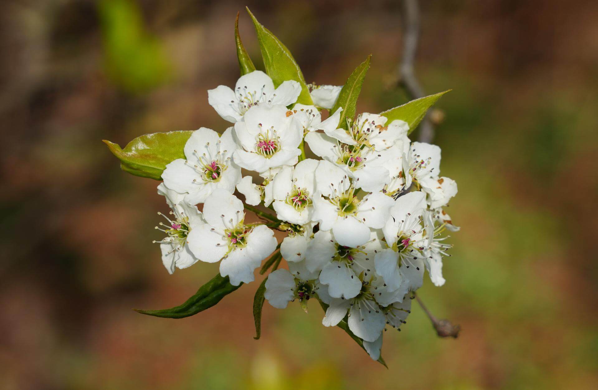 Chinesische Wildbirne / Pyrus calleryana