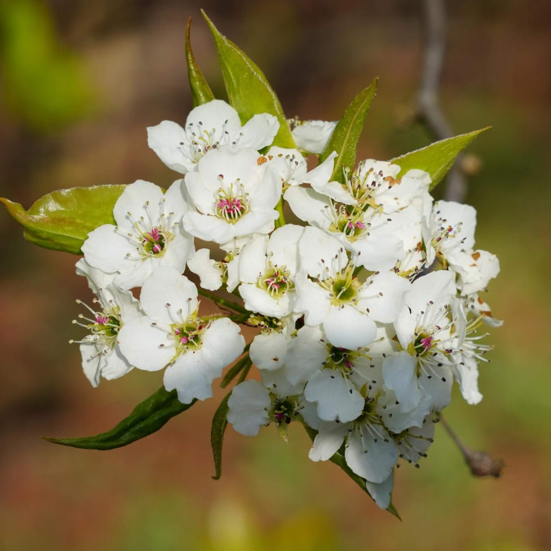 Chinesische Wildbirne (Pyrus calleryana)