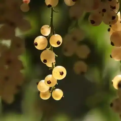 Foto von Weiße Johannisbeere (Ribes sativum)