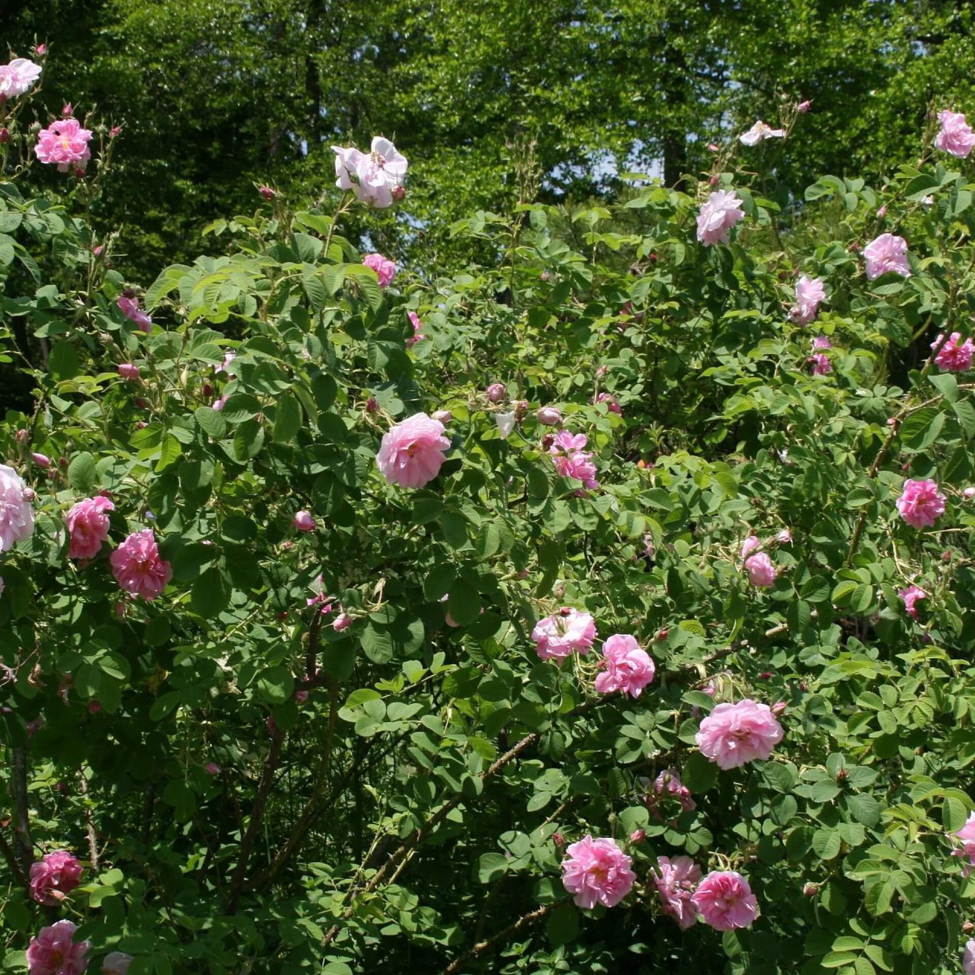 Damaszener-Rose (Rosa damascena)