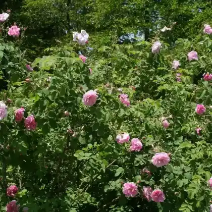Foto von Damaszener-Rose (Rosa damascena)