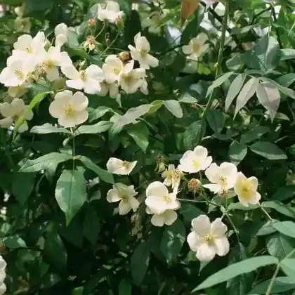 Foto von Moschus-Rose (Rosa moschata)