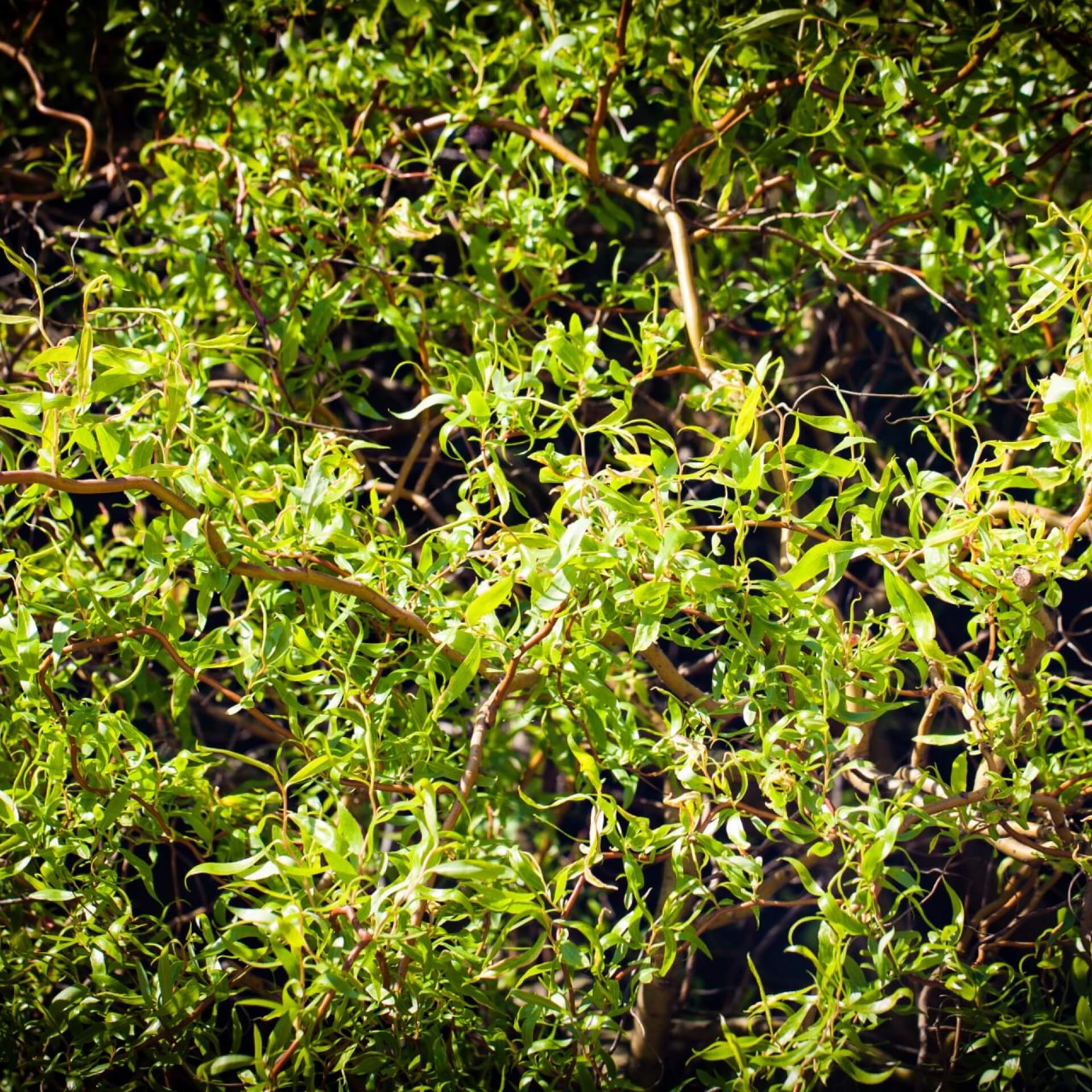 Chinesischen Weide (Salix matsudana)