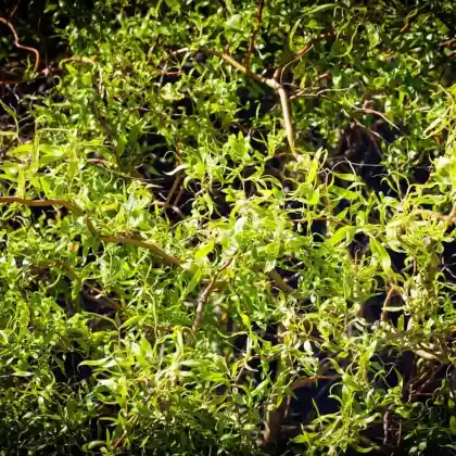 Foto von Chinesischen Weide (Salix matsudana)