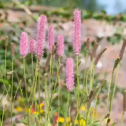 Foto von Koreanischer Wiesenknopf (Sanguisorba hakusanensis)