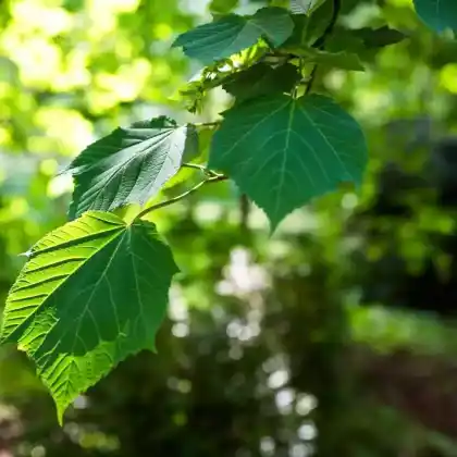 Foto von Koreanischer Schlangenhaut-Ahorn (Acer tegmentosum)