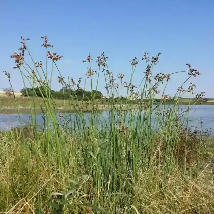 Foto von Salz-Teichbinse (Schoenoplectus tabernaemontani)
