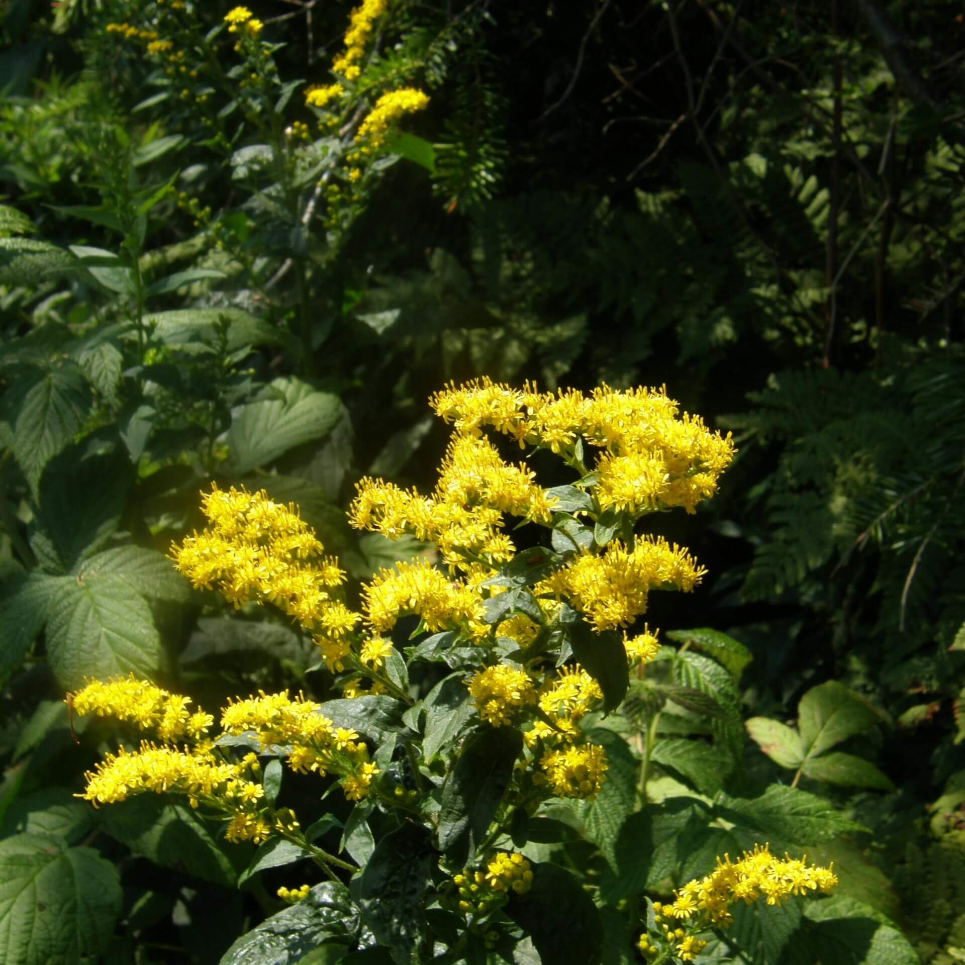 Rauhstängel-Goldrute  (Solidago rugosa)