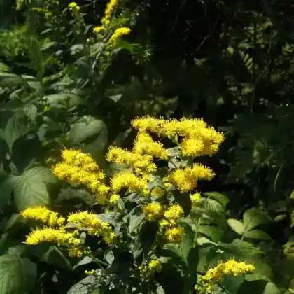 Foto von Rauhstängel-Goldrute  (Solidago rugosa)