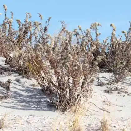 Foto von Strand-Goldrute (Solidago sempervirens)