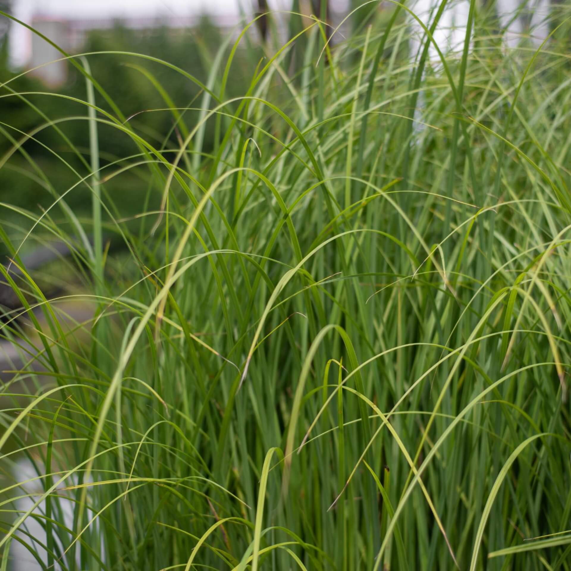 Goldleistengras (Spartina pectinata)