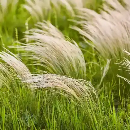 Foto von Mexikanisches Federgras (Stipa tenuissima)