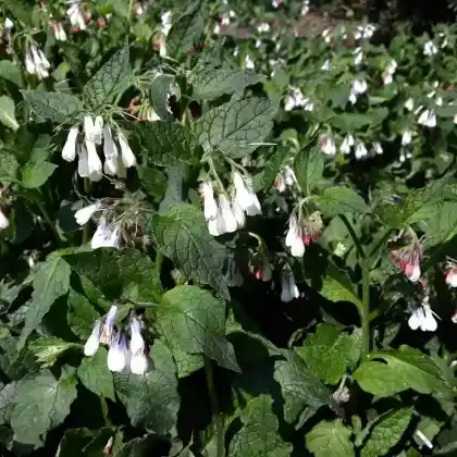 Foto von Kleiner Kaukasus-Beinwell 'Hidcote Blue' (Symphytum grandiflorum 'Hidcote Blue')
