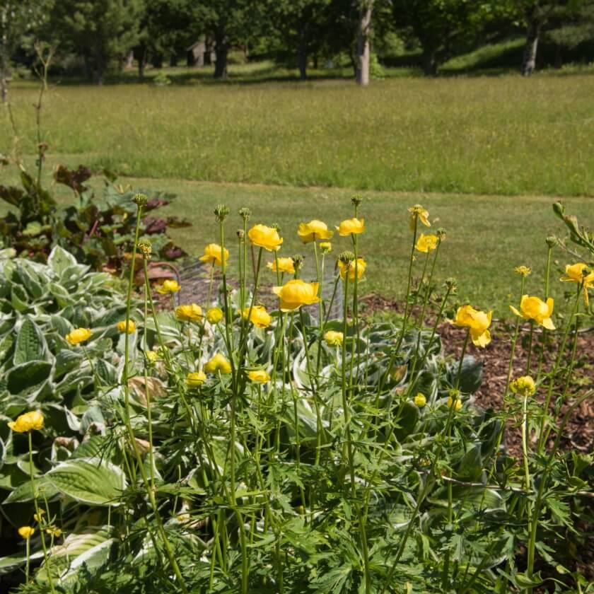 Chinesische Trollblume / Trollius chinensis