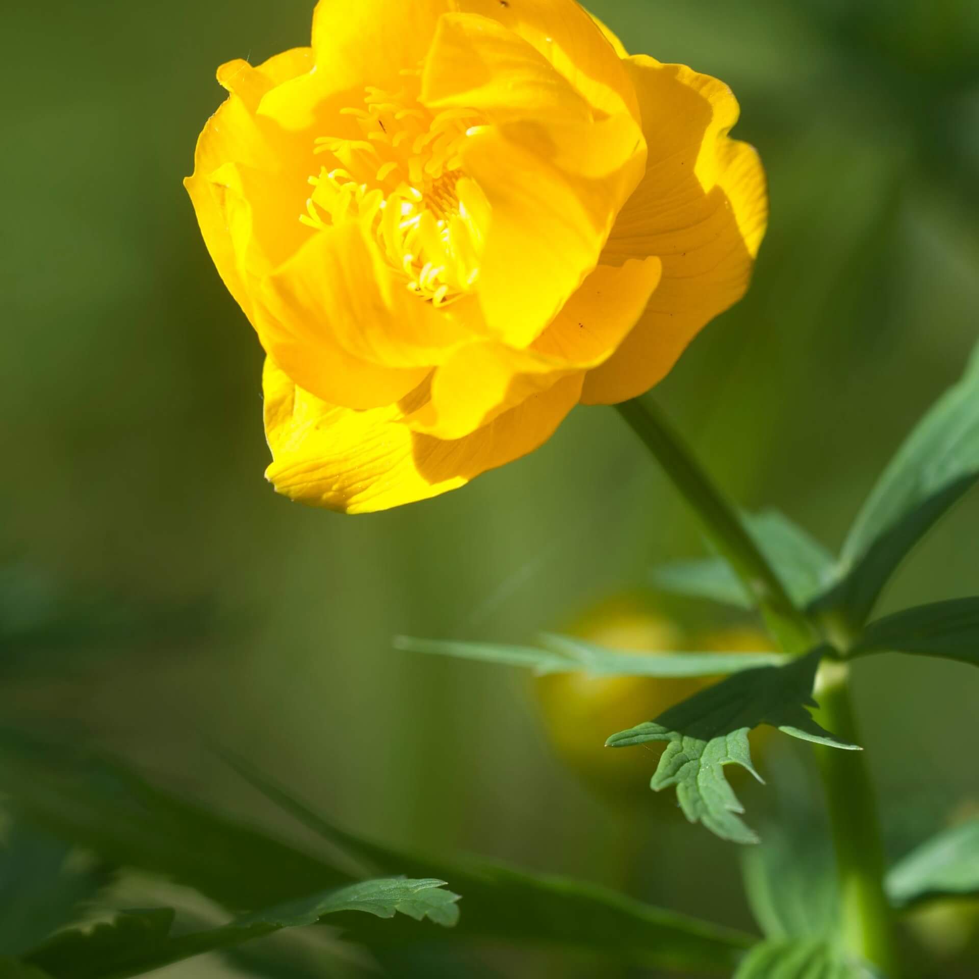 Chinesische Trollblume (Trollius chinensis)