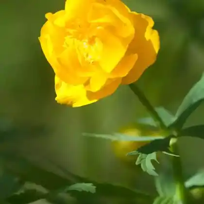 Foto von Chinesische Trollblume (Trollius chinensis)