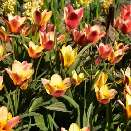 Foto von Fosteriana-Tulpen (Tulipa fosteriana)