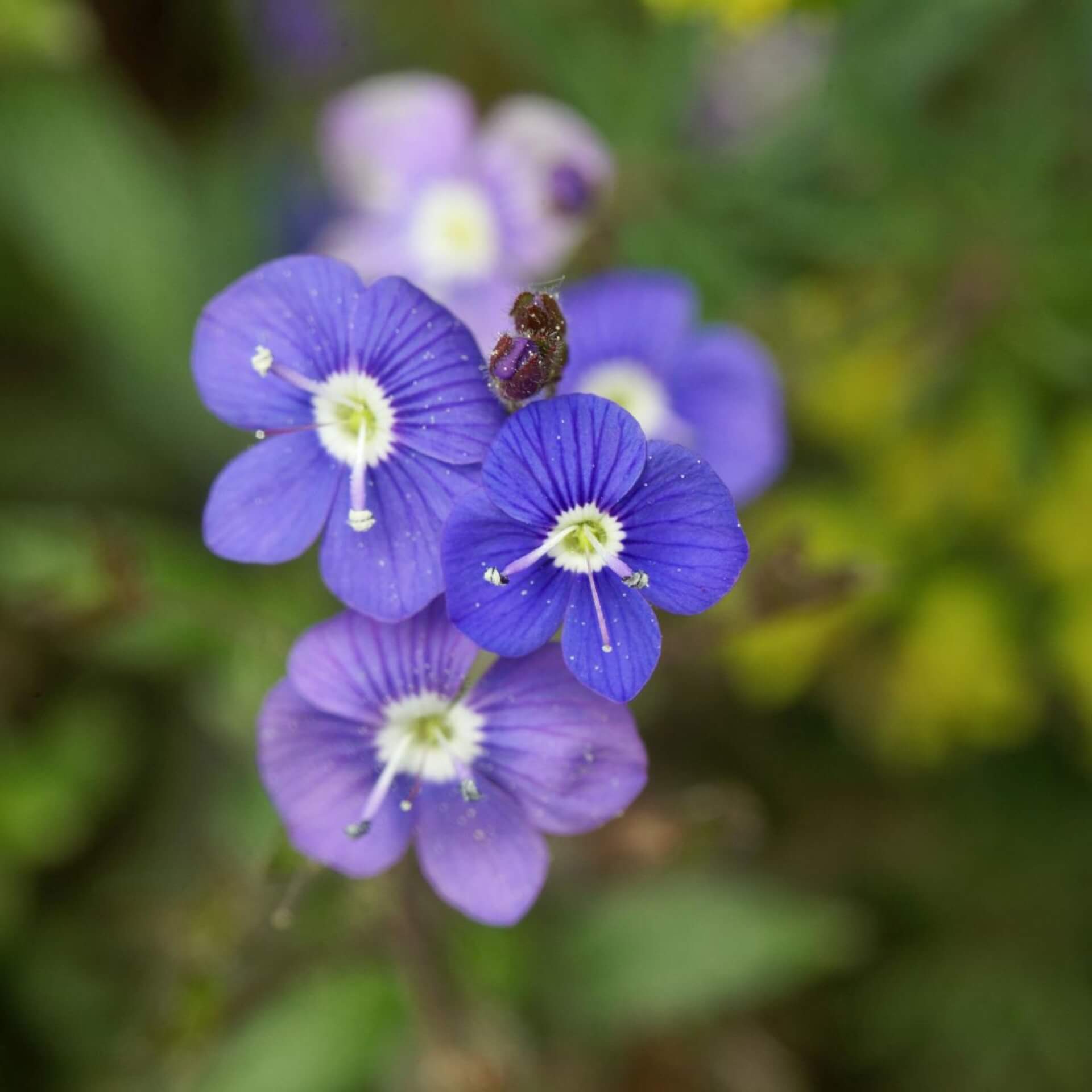 Gestielter Ehrenpreis (Veronica peduncularis)