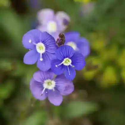 Foto von Gestielter Ehrenpreis (Veronica peduncularis)