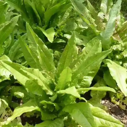Foto von Spargelsalat (Lactuca sativa var. angustana)