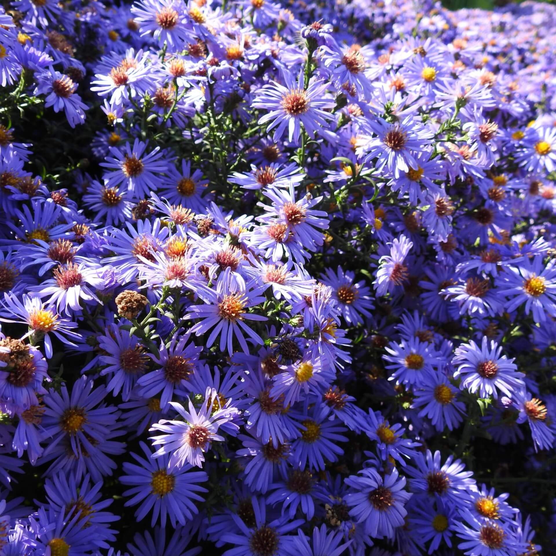 Aromatische Aster (Aster oblongifolius)