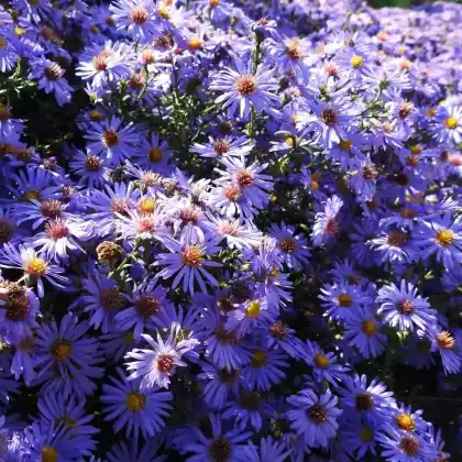 Foto von Aromatische Aster (Aster oblongifolius)