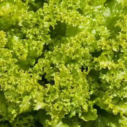 Foto von Blattsalat 'Lollo Bionda' (Lactuca sativa var. crispa 'Lollo Bionda')