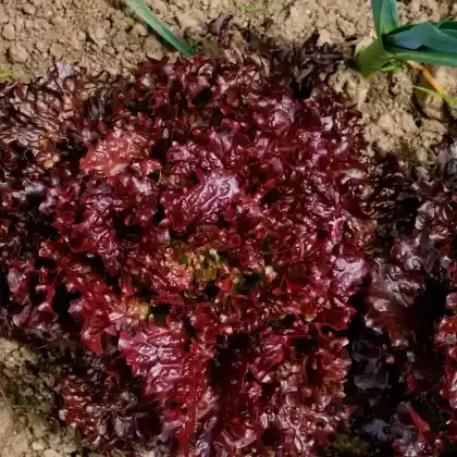 Foto von Blattsalat 'Lollo Rossa' (Lactuca sativa var. crispa 'Lollo Rossa')