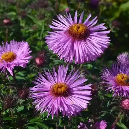 Foto von Aromatische Aster 'Raydon's Favorite' (Aster oblongifolius 'Raydon's Favorite')