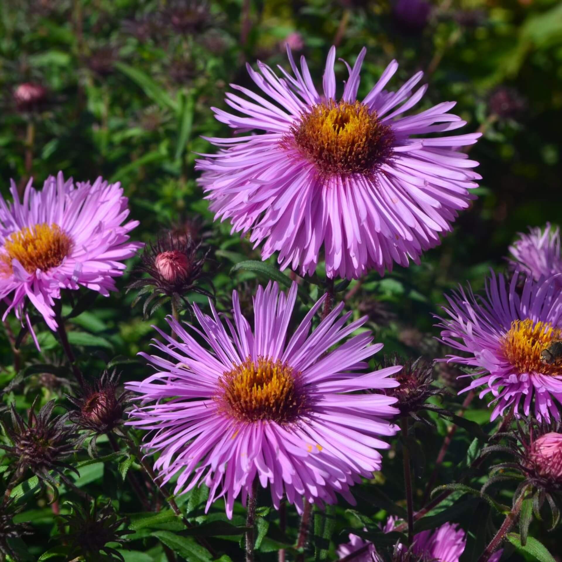 Aromatische Aster 'Raydon`s Favorite' (Aster oblongifolius 'Raydon`s Favorite')