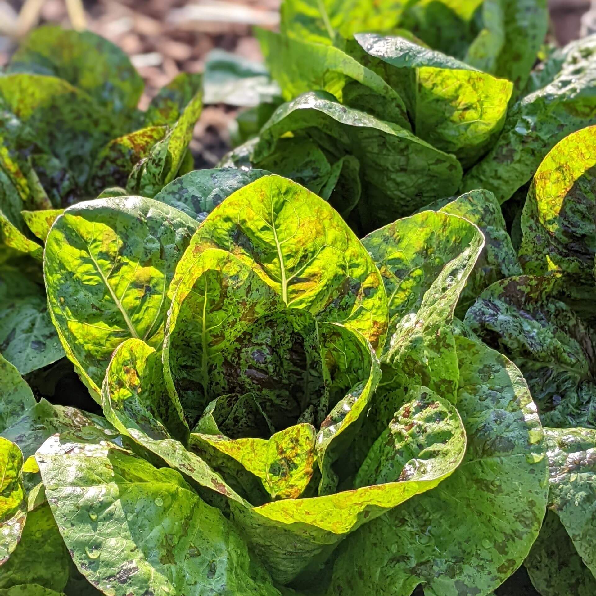 Römersalat 'Forellenschluß' (Lactuca sativa var. longifolia 'Forellenschluß')