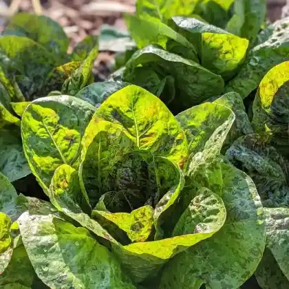 Foto von Römersalat 'Forellenschluß' (Lactuca sativa var. longifolia 'Forellenschluß')