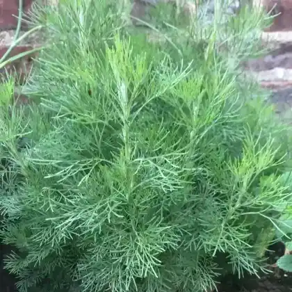 Foto von Cola Kraut (Artemisia abrotanum maritima)