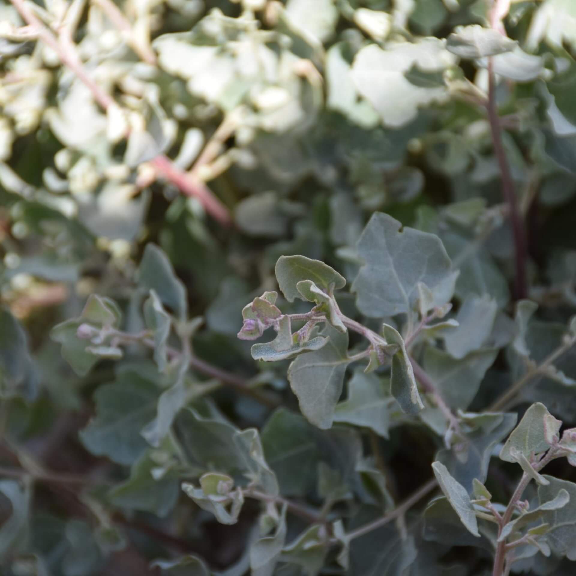 Seemelde (Atriplex halimus)