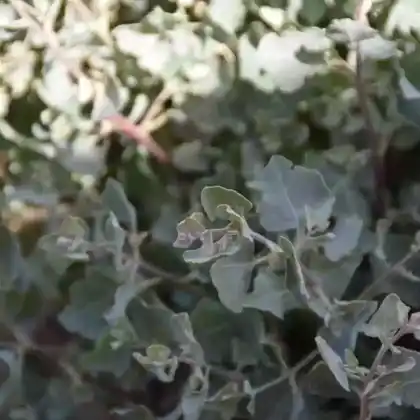 Foto von Seemelde (Atriplex halimus)