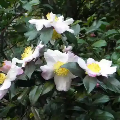Foto von Echter Tee (Camelia sinensis)