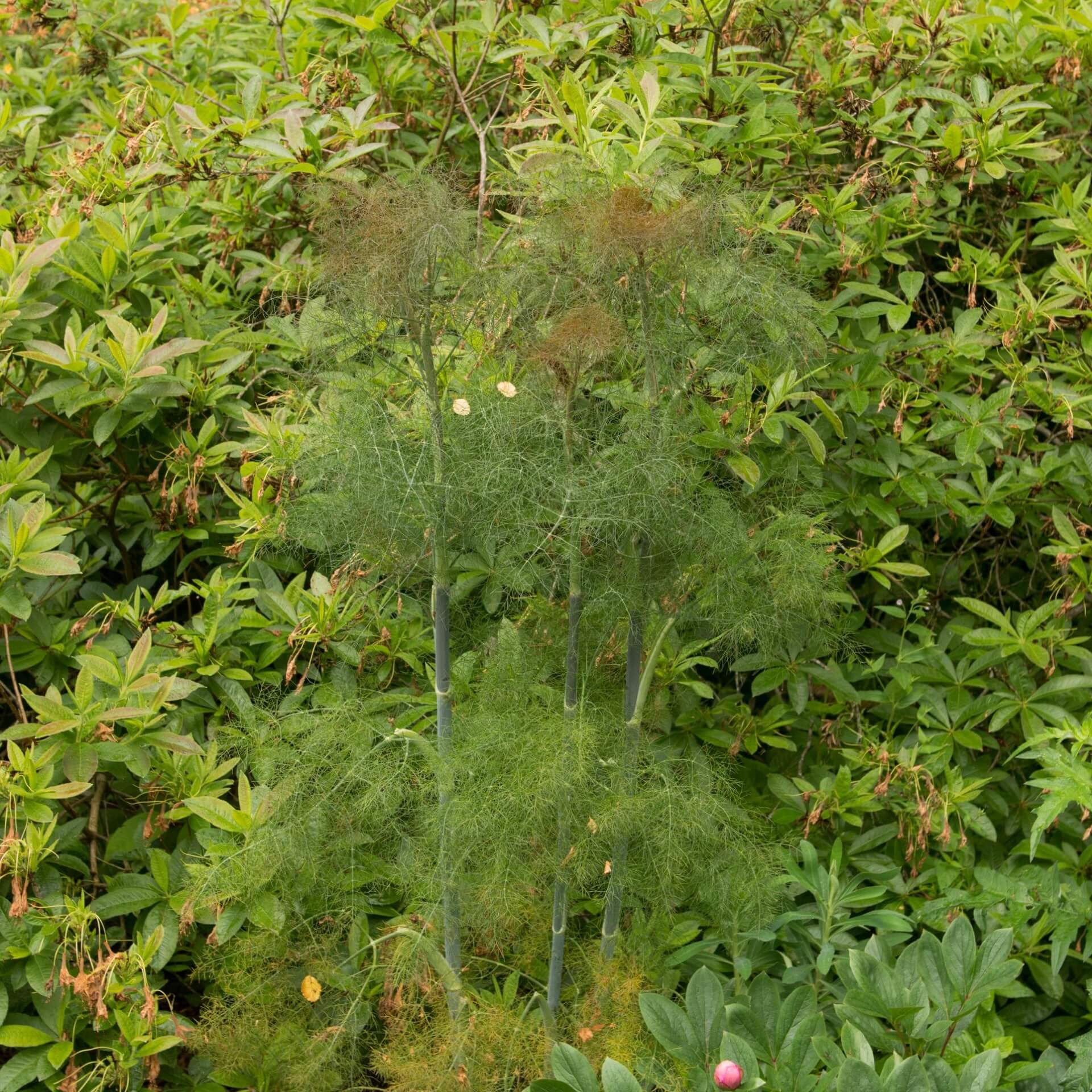 Rotlaubiger Fenchel 'Purpureum' (Foeniculum vulgare 'Purpureum')