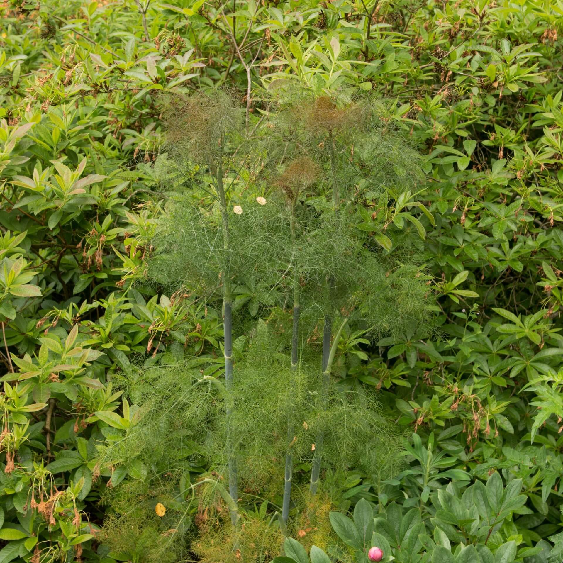 Rotlaubiger Fenchel 'Purpureum' (Foeniculum vulgare 'Purpureum')