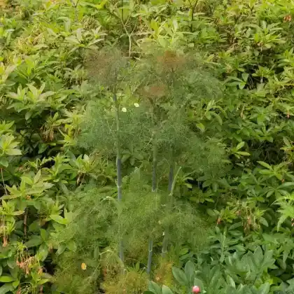 Foto von Rotlaubiger Fenchel 'Purpureum' (Foeniculum vulgare 'Purpureum')